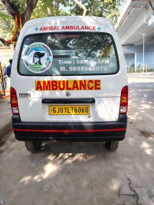 A white van adorned with a garland, symbolizing Kalyan Jivashray Foundation's ambulance service for injured animals.